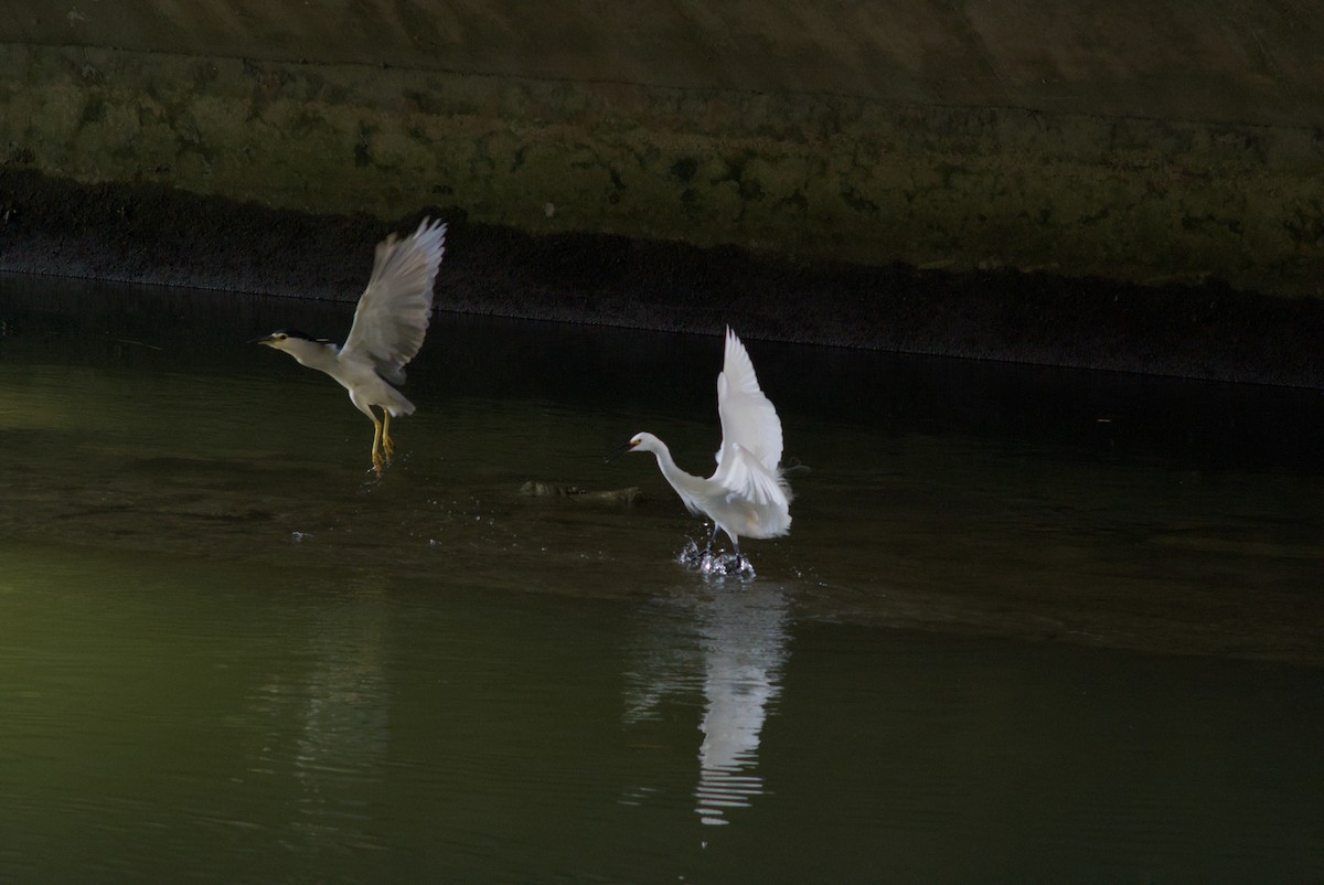 Garceta Grande - ML645538510