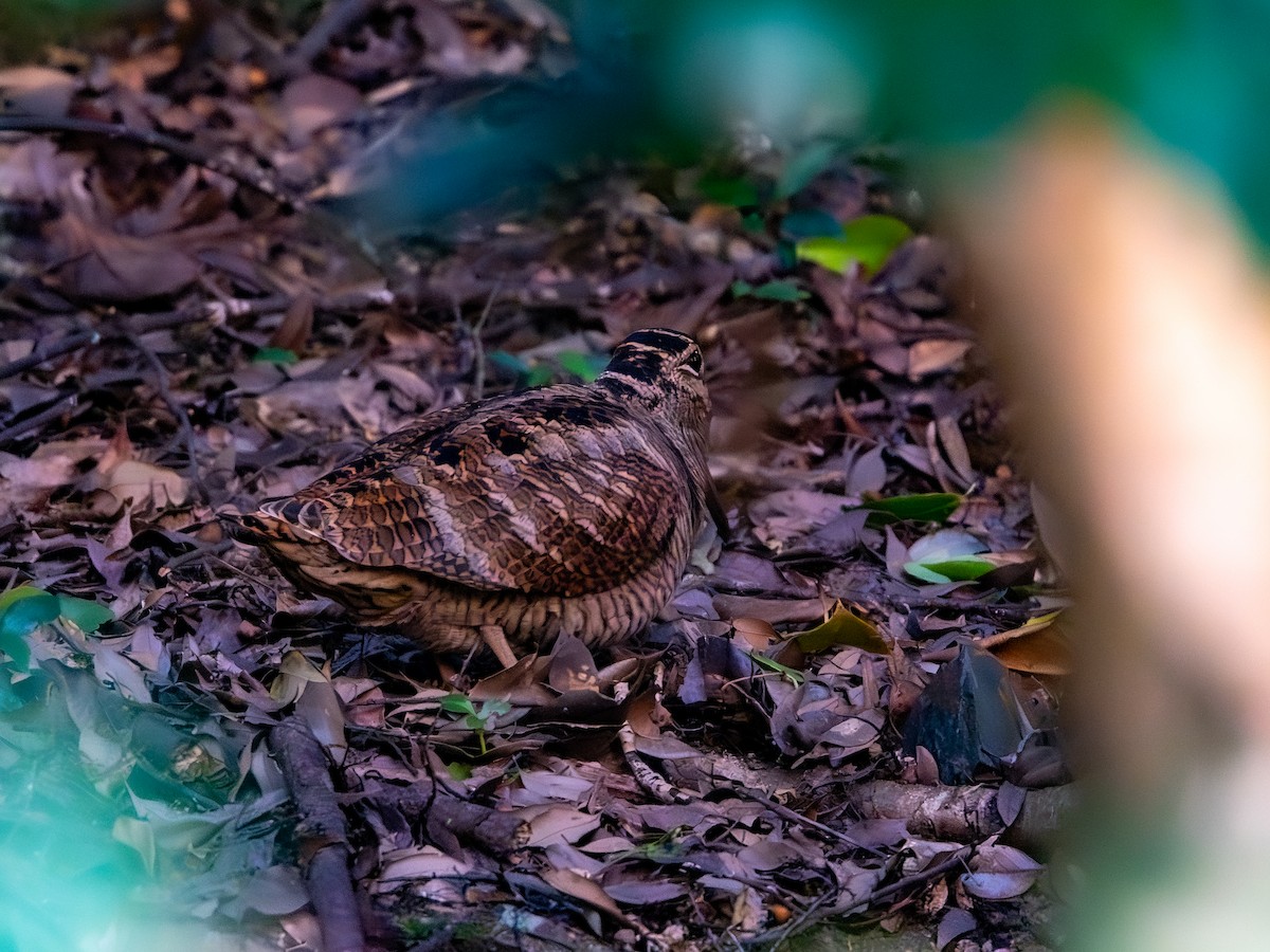 Eurasian Woodcock - ML645538514
