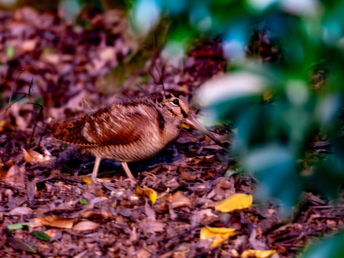 Eurasian Woodcock - ML645538515