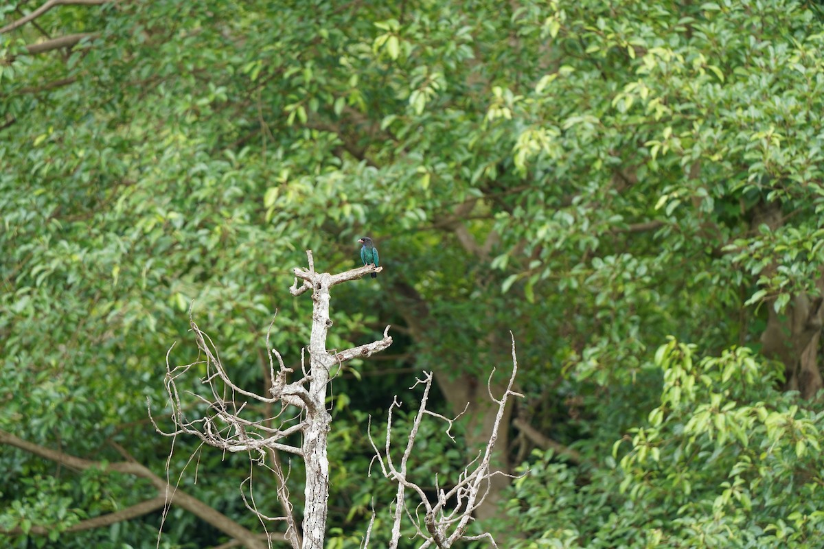 Dollarbird - ML645538517