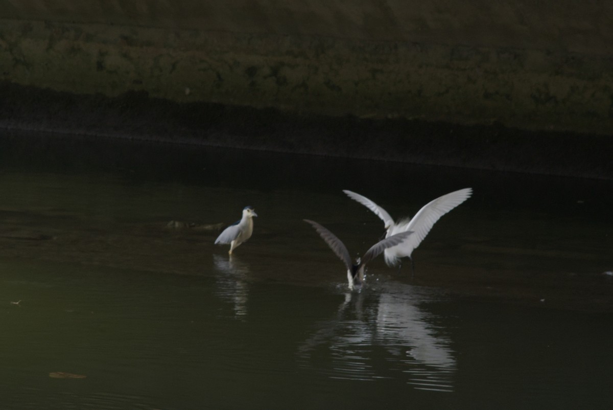 Garceta Grande - ML645538518