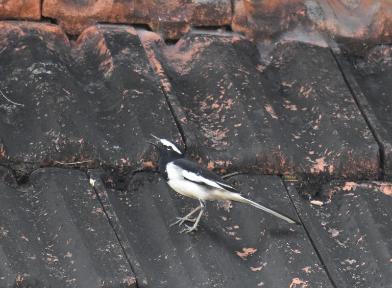 Lavandera India - ML645538541