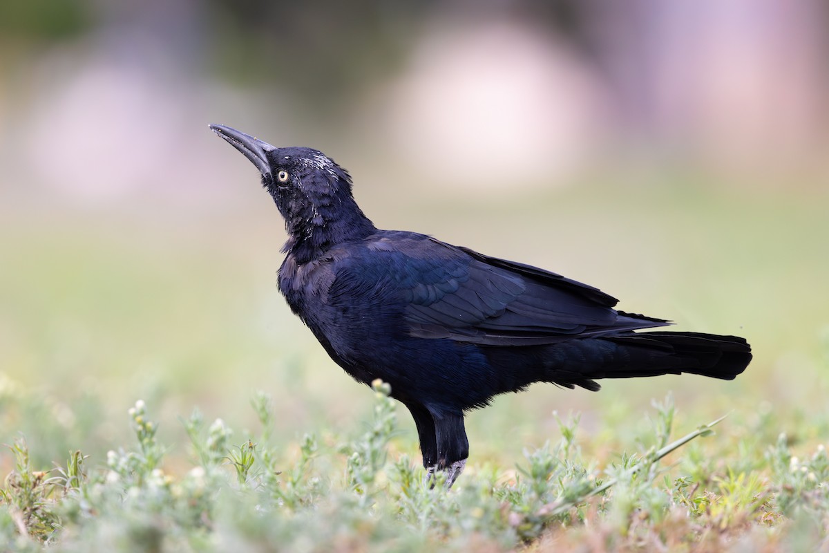 Гракл великохвостий - ML645538542