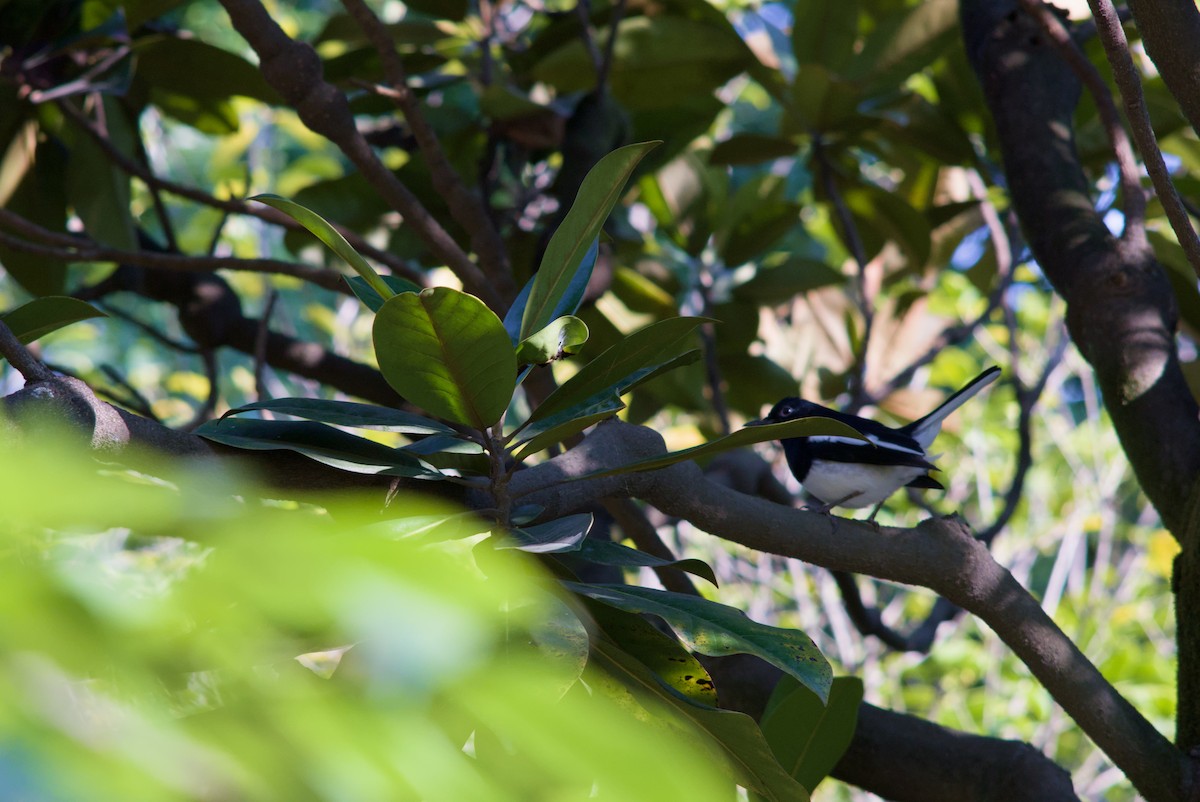 orientskjære - ML645538546