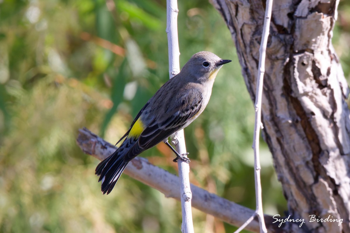 Kronenwaldsänger - ML645538547