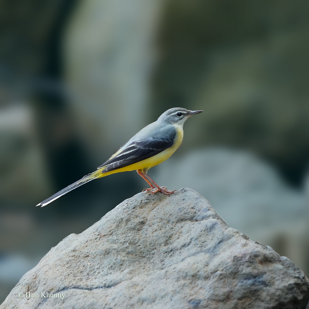 Gray Wagtail - ML645538552
