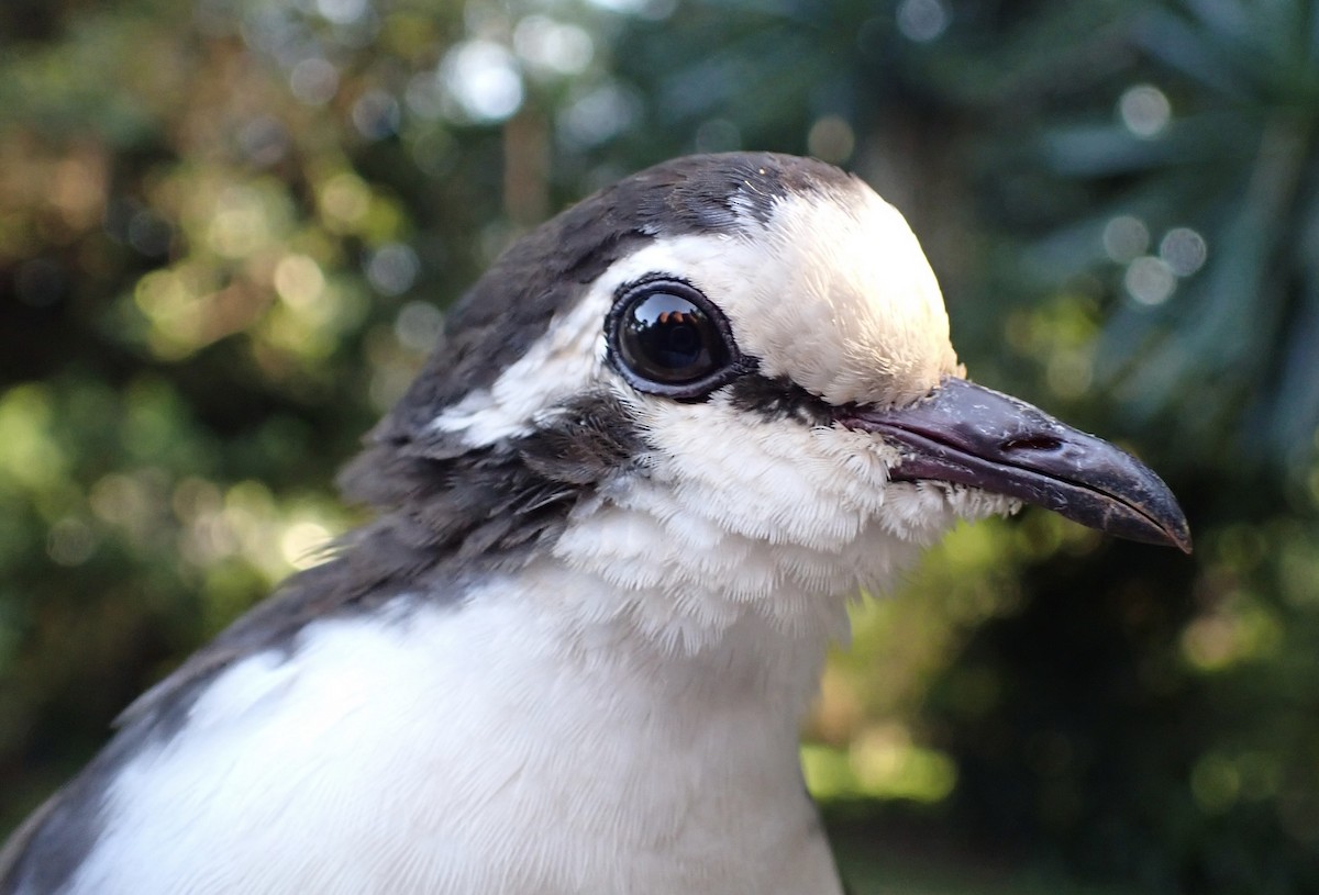 Tamburintaube - ML645538554