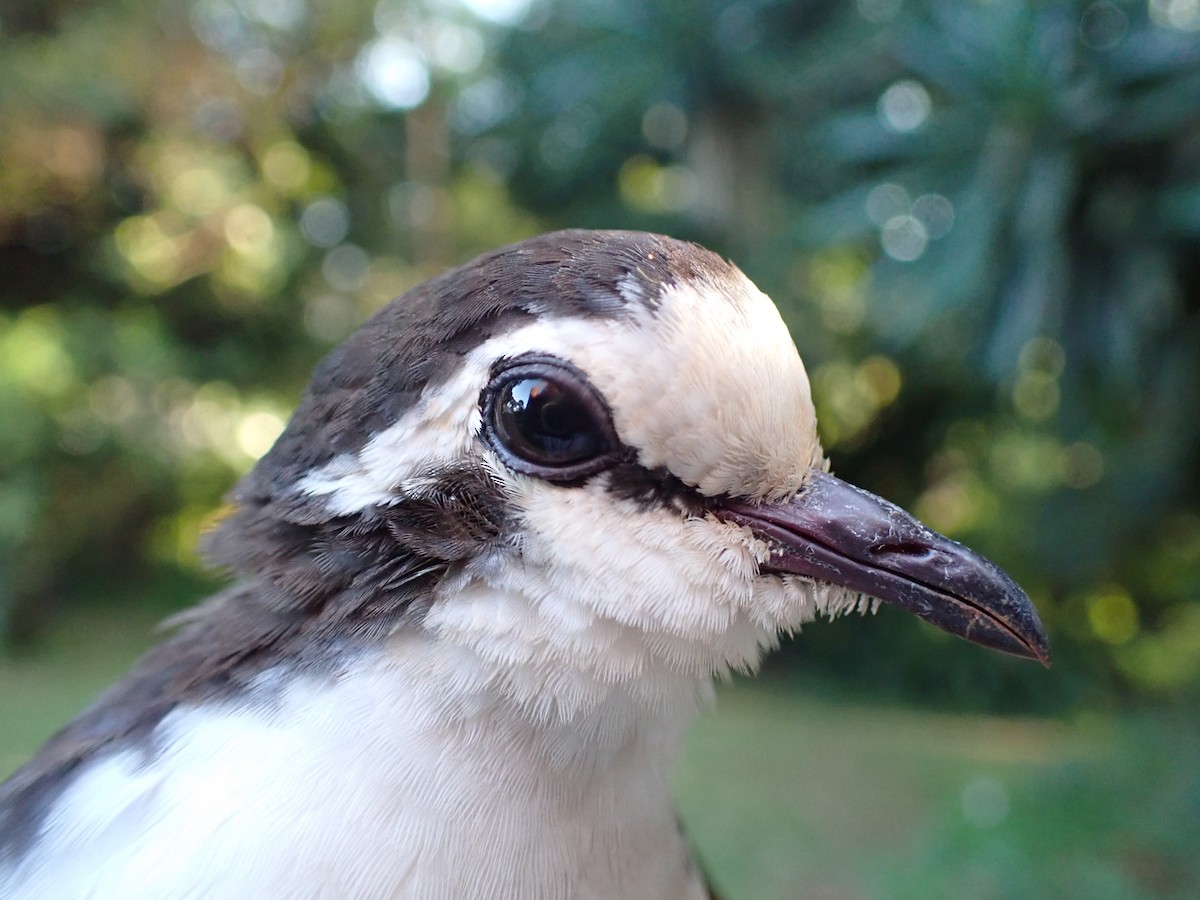 Tamburintaube - ML645538558