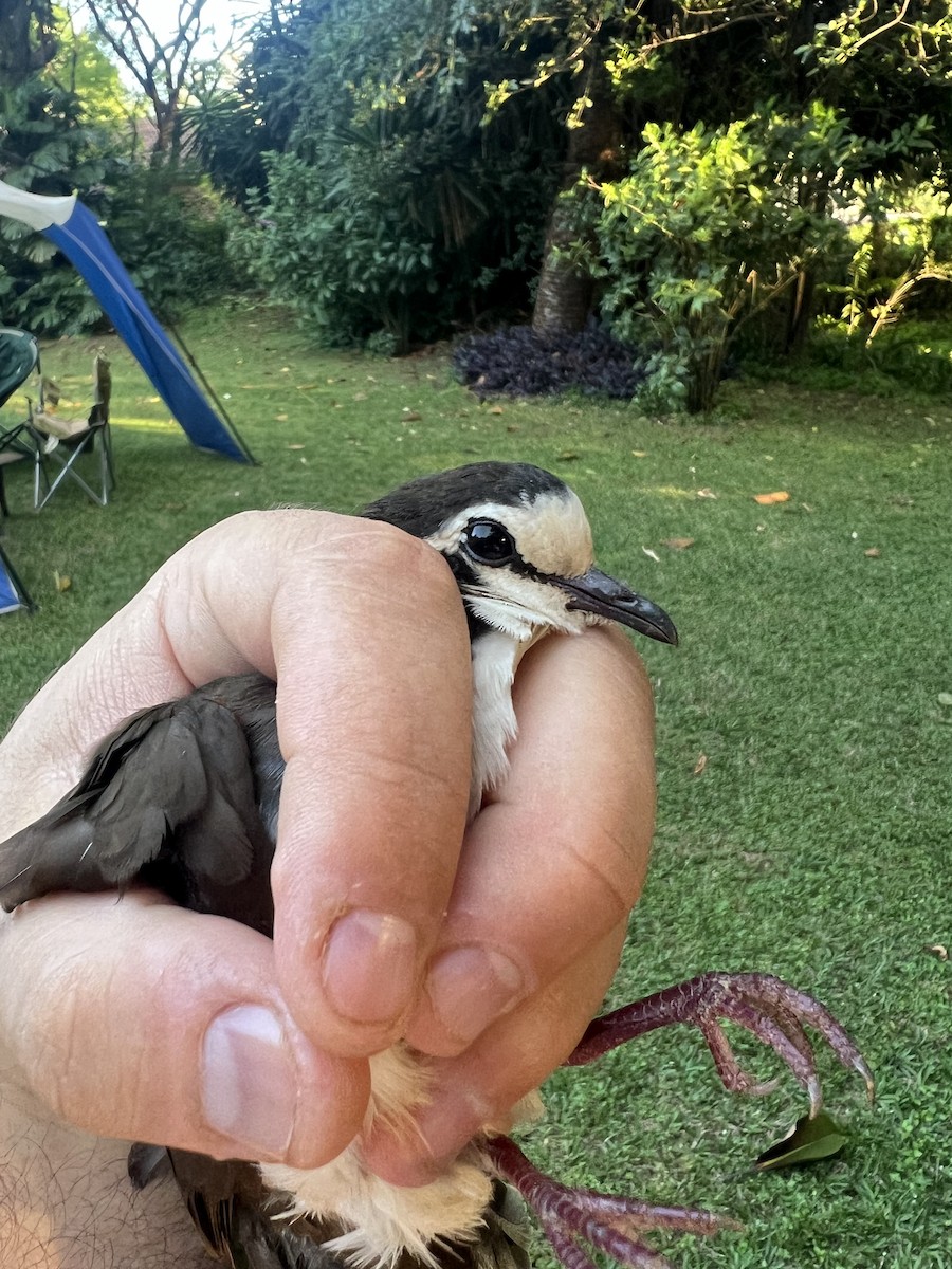 Tamburintaube - ML645538559