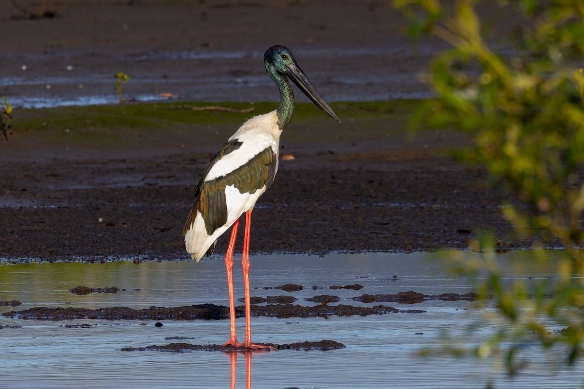 Riesenstorch - ML645538563