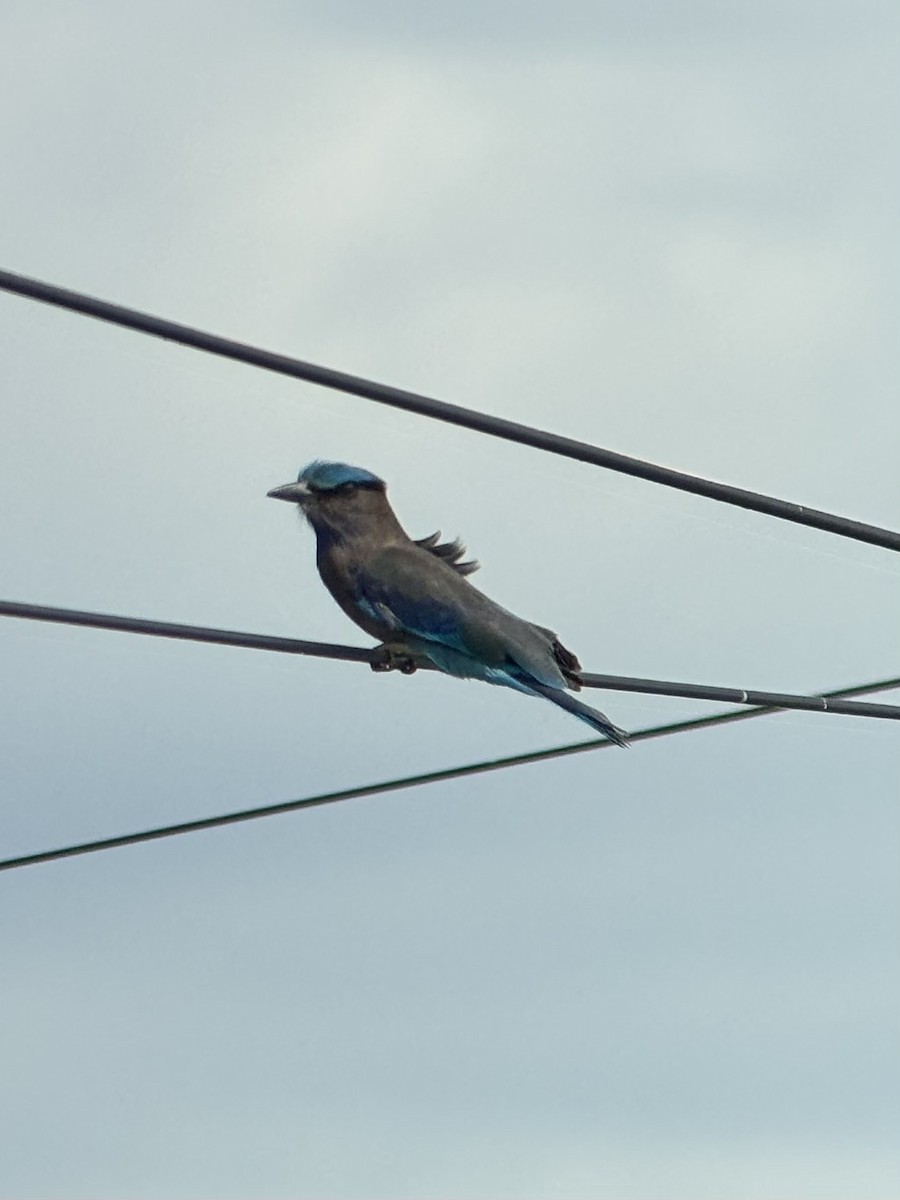 Purpurbrustracke - ML645538564