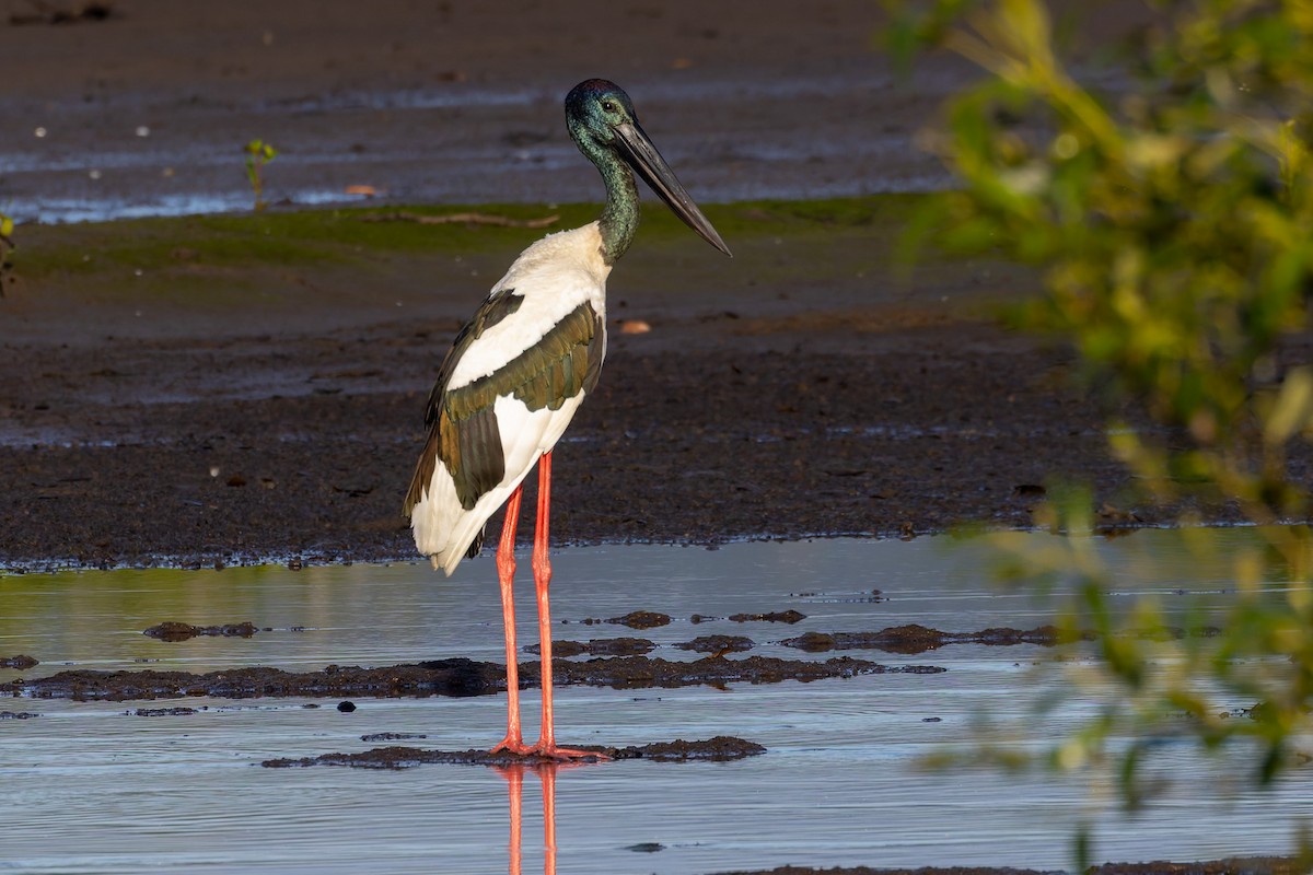 Riesenstorch - ML645538565