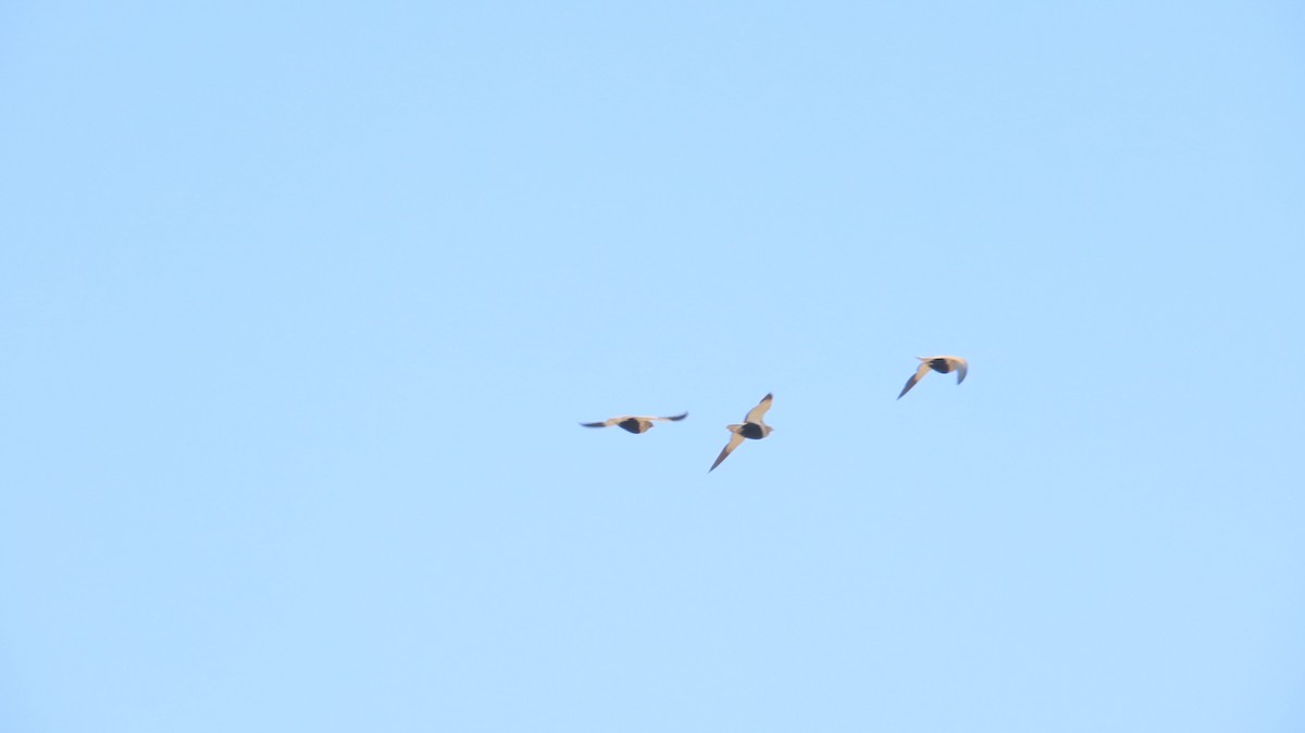 Sandflughuhn - ML645538566