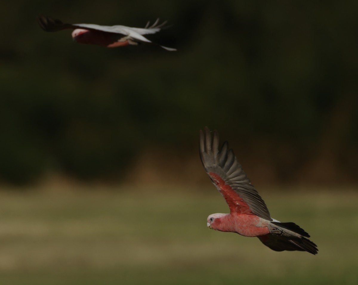Rosakakadu - ML645538568
