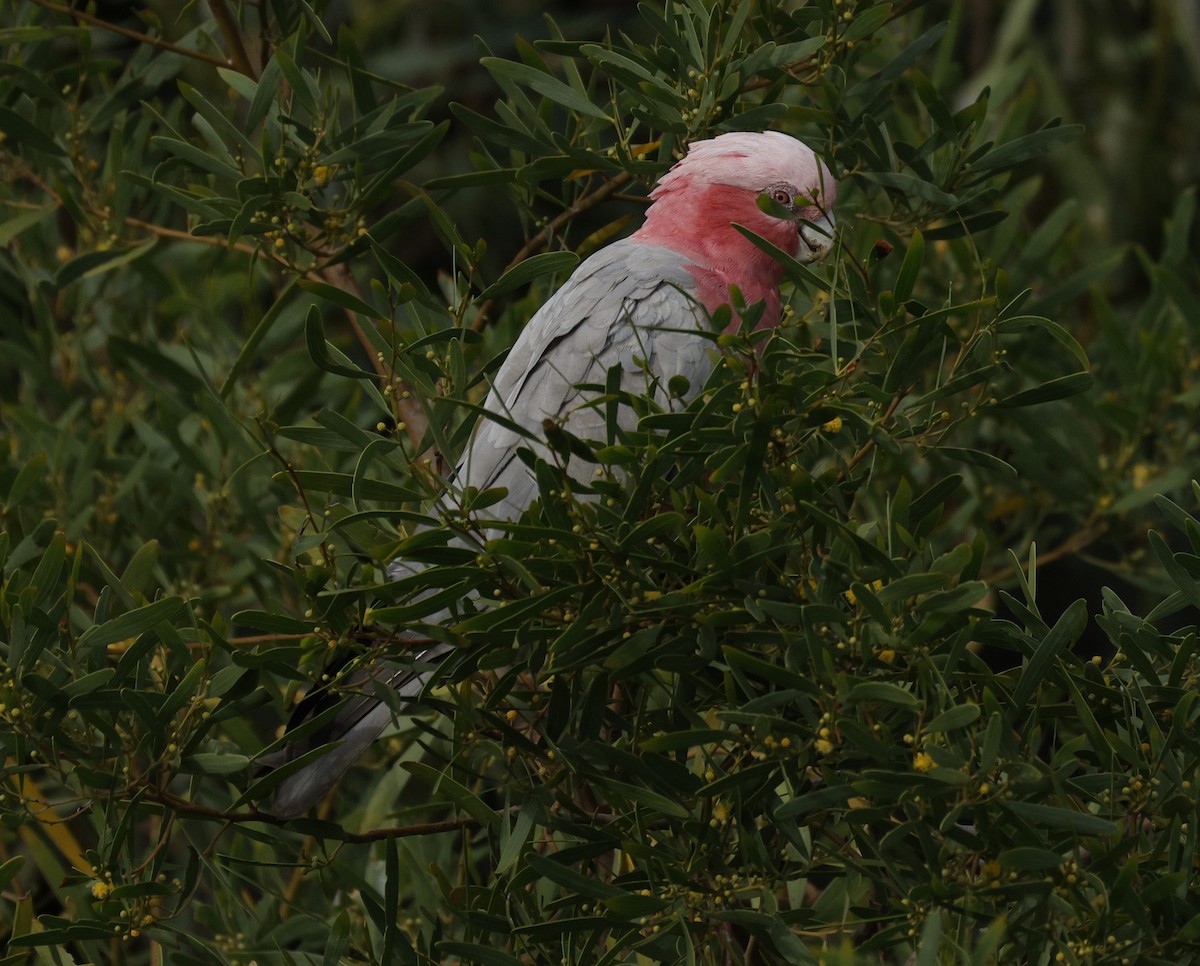 Rosakakadu - ML645538570