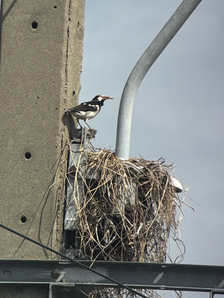 Siamelsterstar - ML645538572