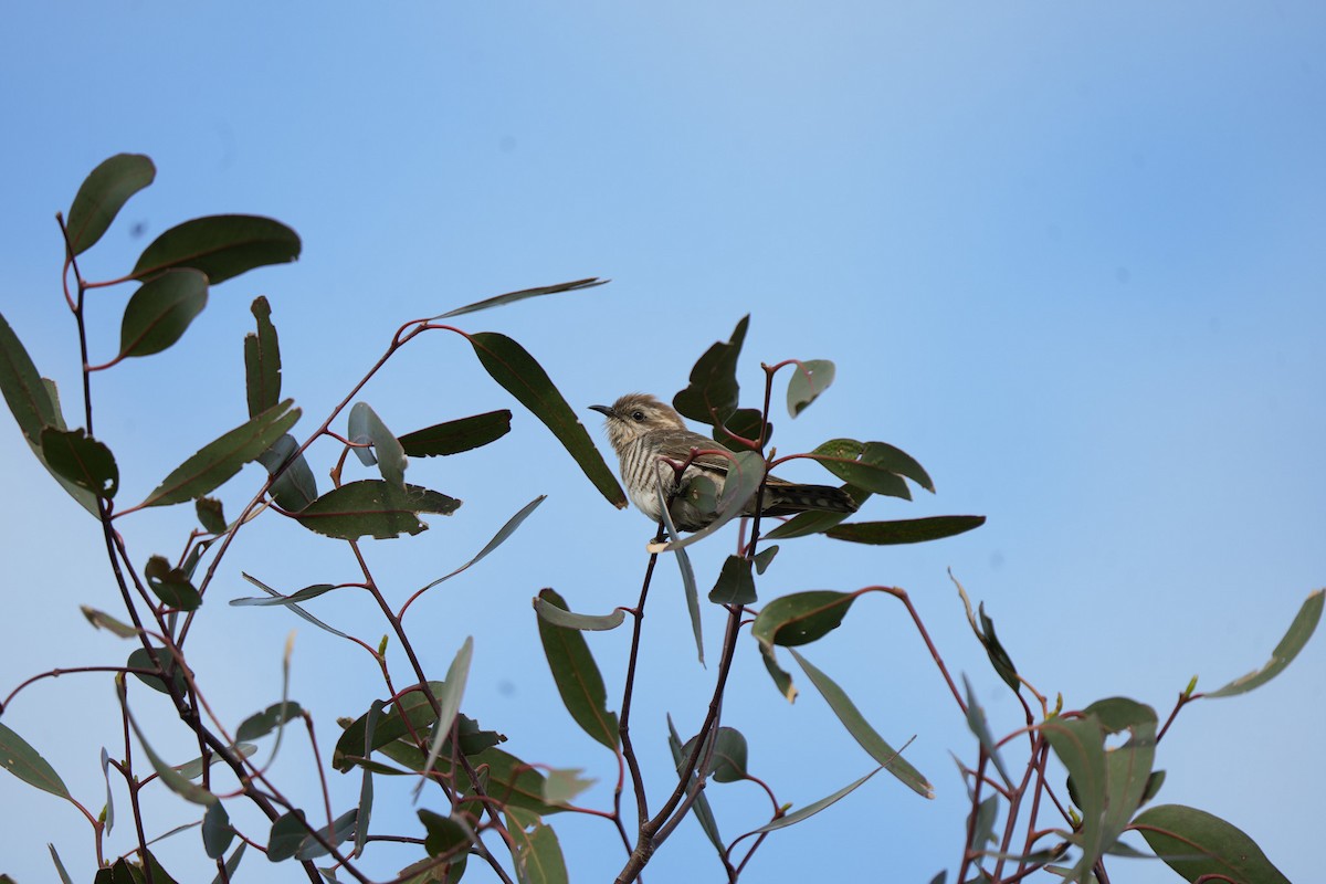 Rotschwanzkuckuck - ML645538573