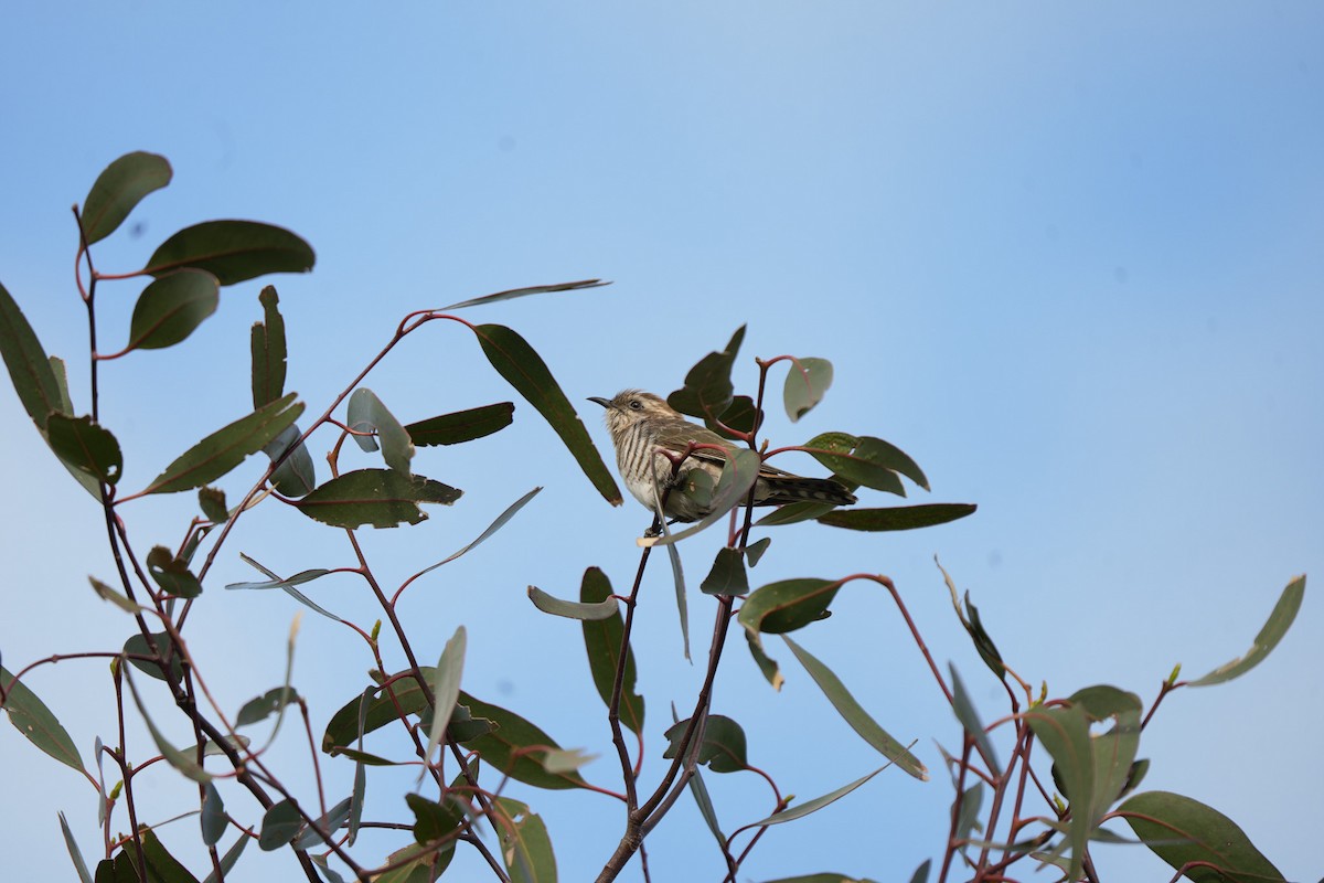 Rotschwanzkuckuck - ML645538574