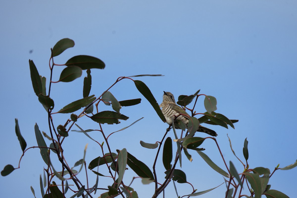 Rotschwanzkuckuck - ML645538575