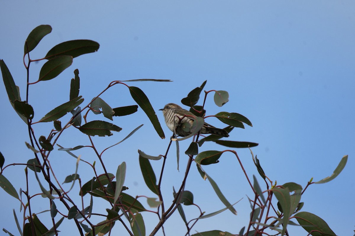 Rotschwanzkuckuck - ML645538576