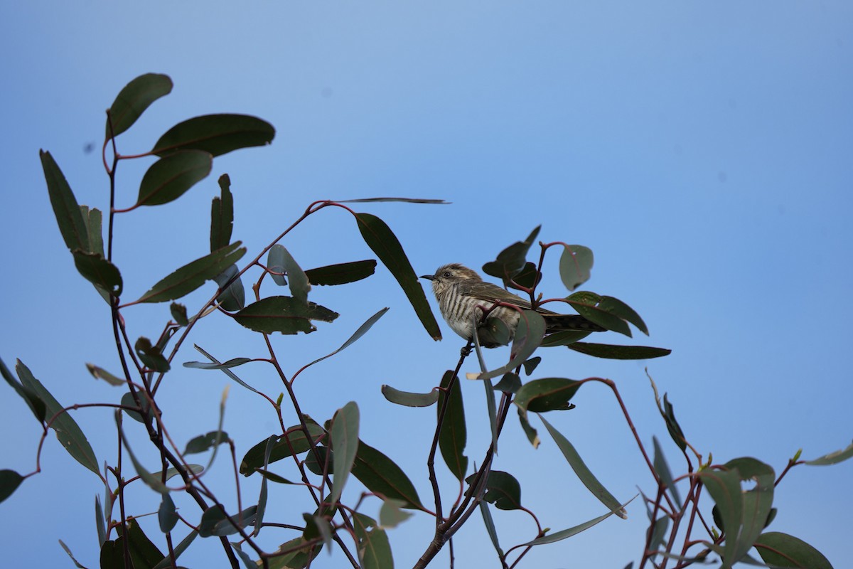 Rotschwanzkuckuck - ML645538577