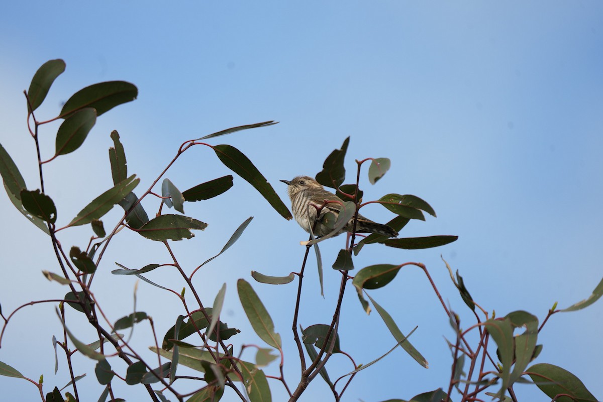 Rotschwanzkuckuck - ML645538578