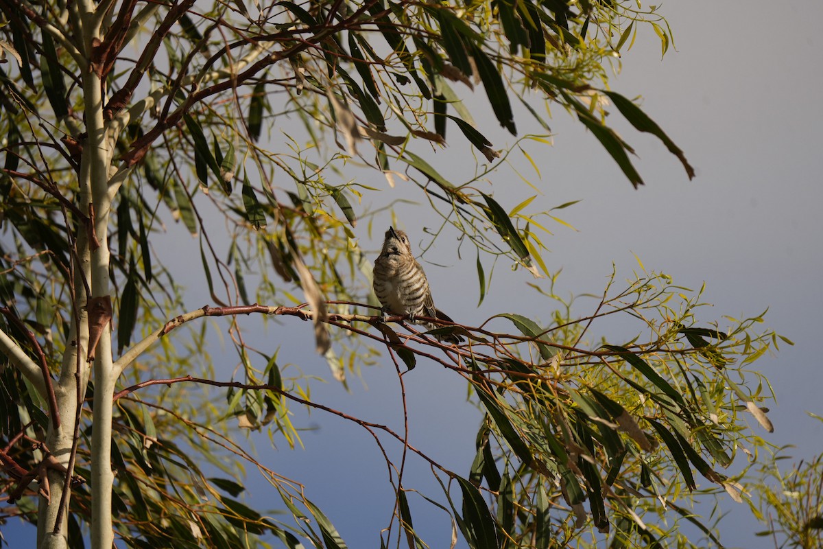 Rotschwanzkuckuck - ML645538579