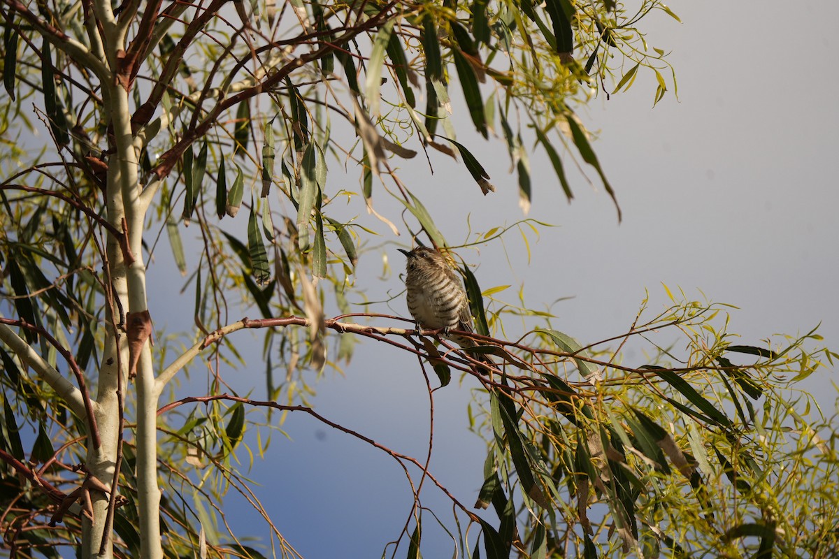 Rotschwanzkuckuck - ML645538580