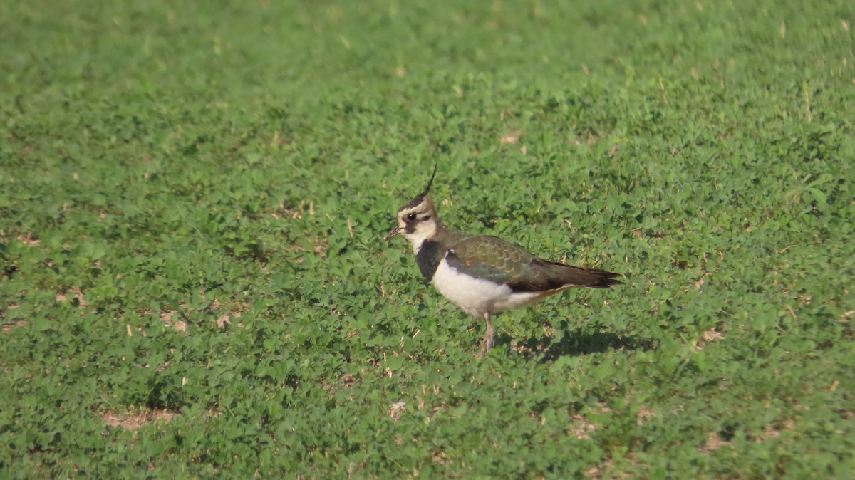 Kiebitz - ML645538584