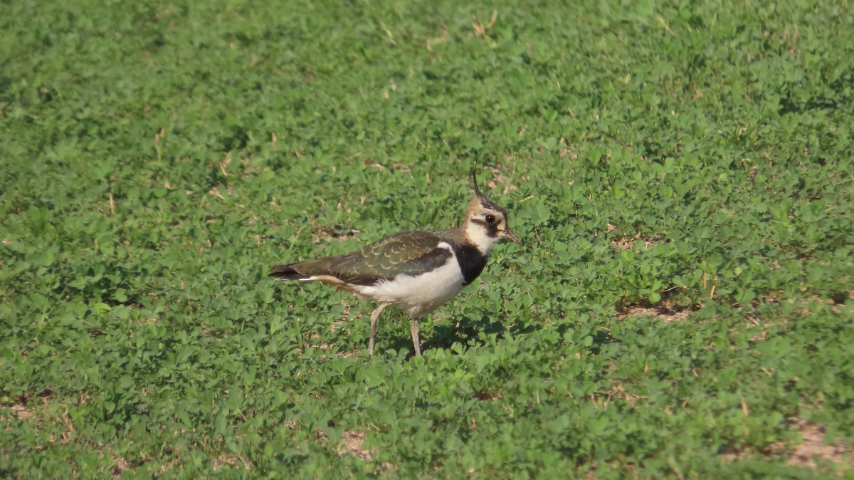 Kiebitz - ML645538585