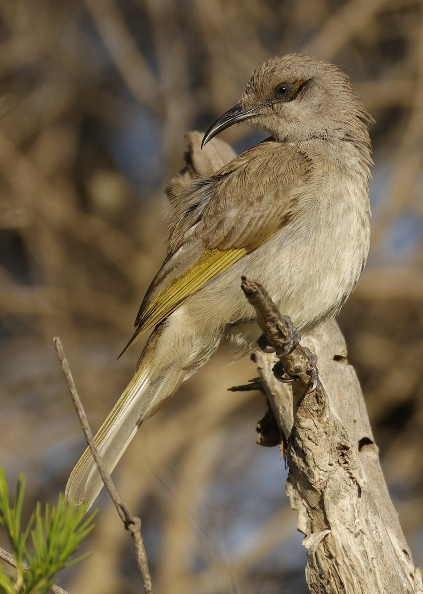 Braunhonigfresser - ML645538587