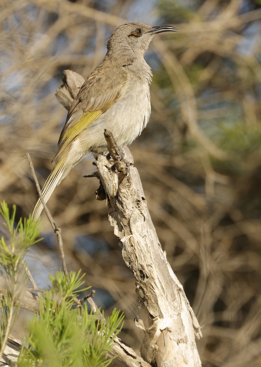 Brown Honeyeater - ML645538588