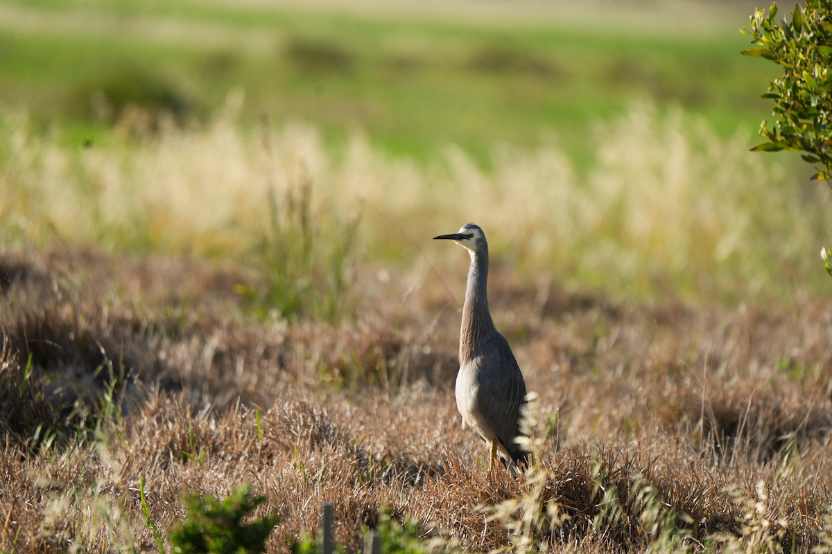 Weißwangenreiher - ML645538591