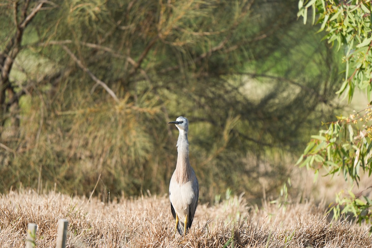 Weißwangenreiher - ML645538593