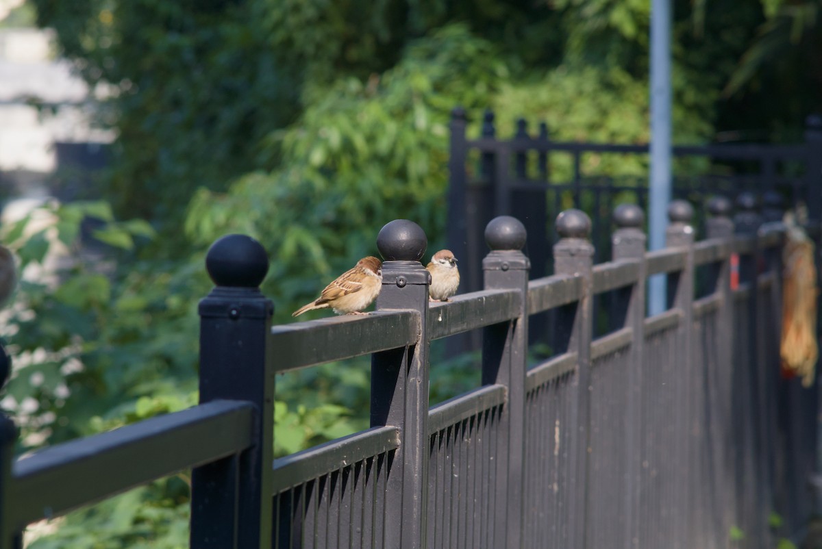 Feldsperling - ML645538595