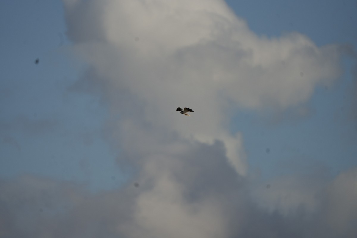 Australienaar - ML645538596