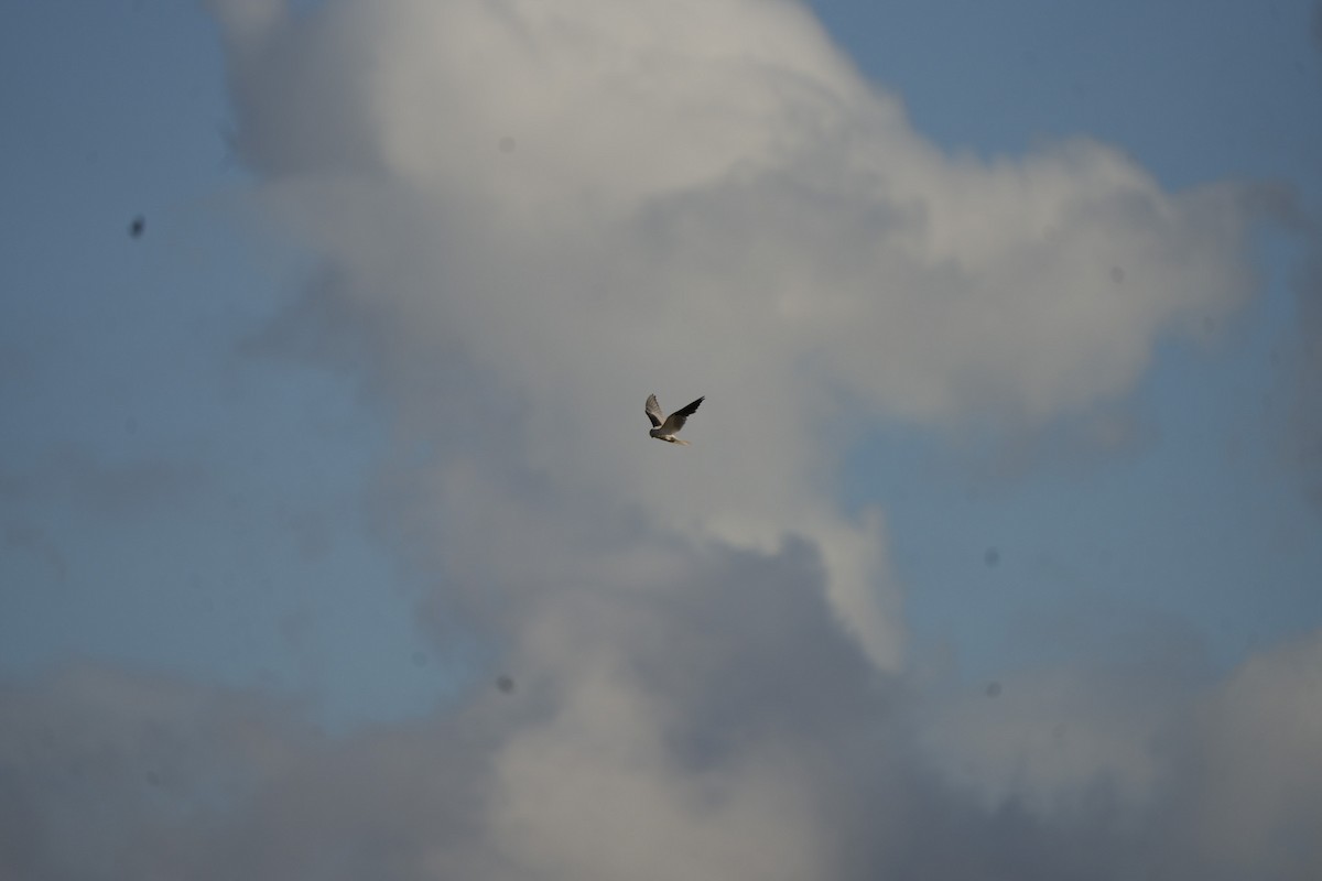 Australienaar - ML645538597