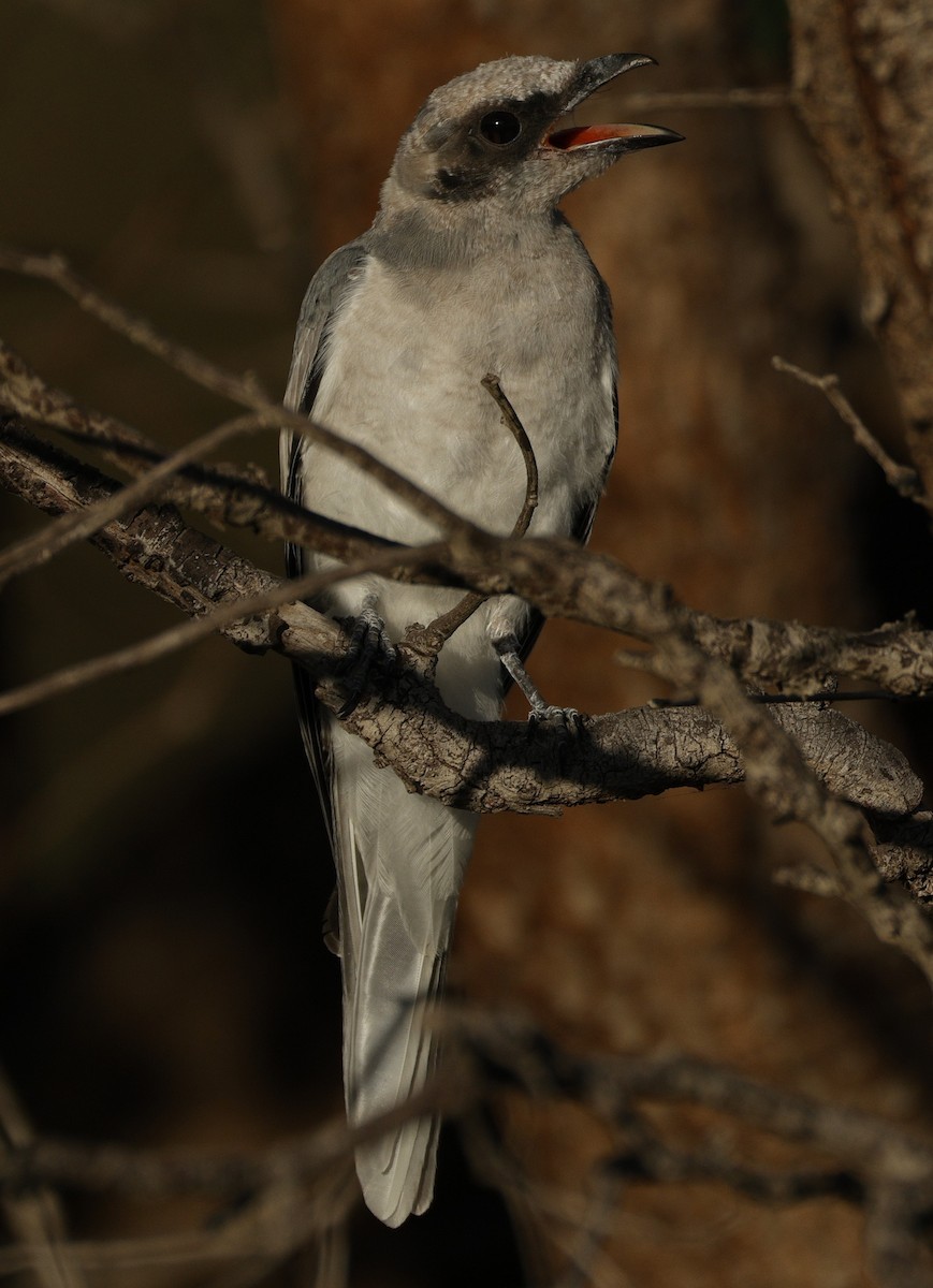 Black-faced Cuckooshrike - ML645538599