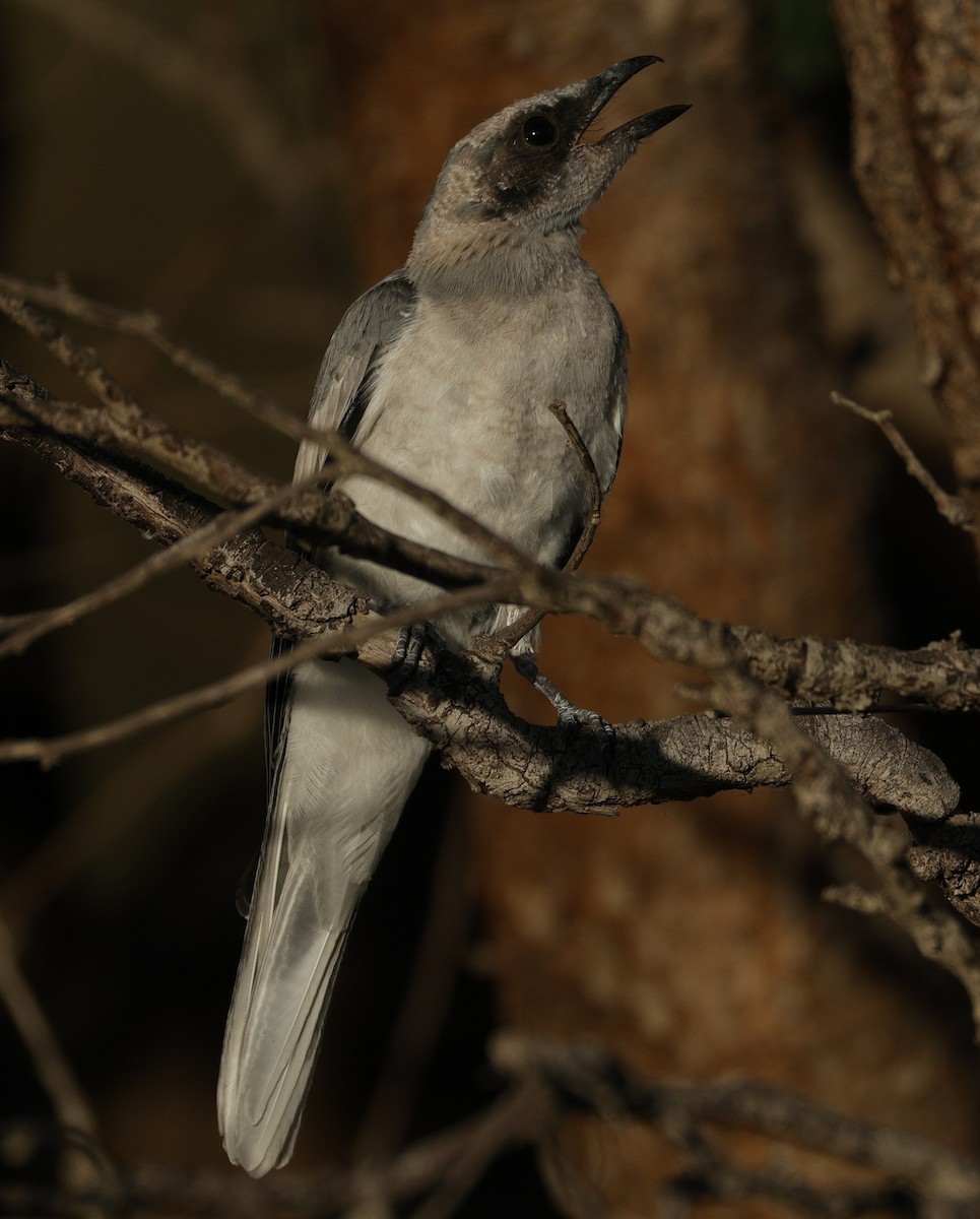Black-faced Cuckooshrike - ML645538600