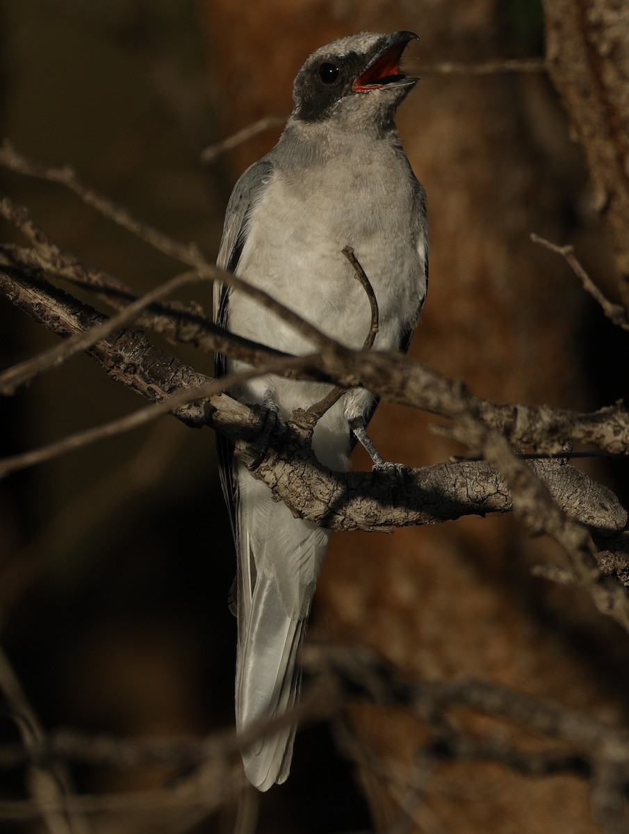 Black-faced Cuckooshrike - ML645538601