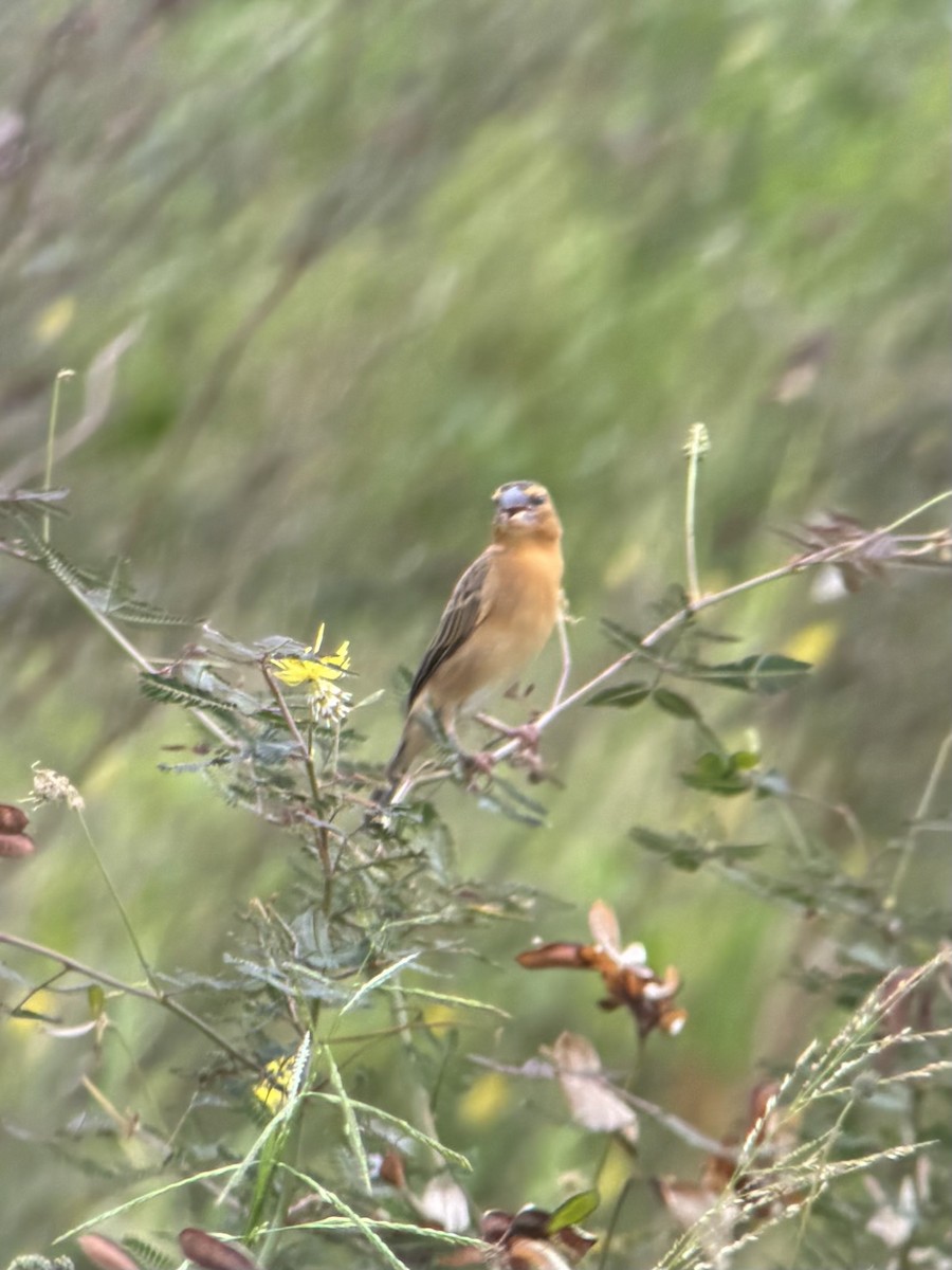 Kernbeißerweber - ML645538602