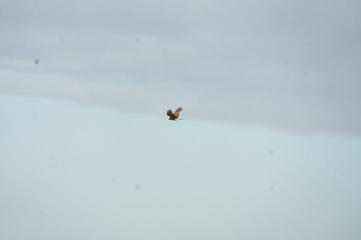 Sumpfweihe - ML645538604