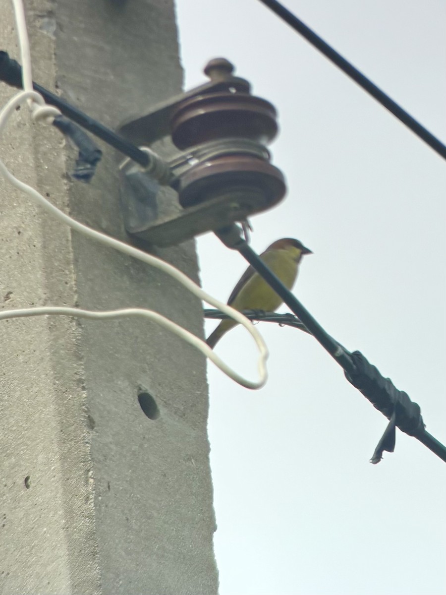 セアカスズメ - ML645538615