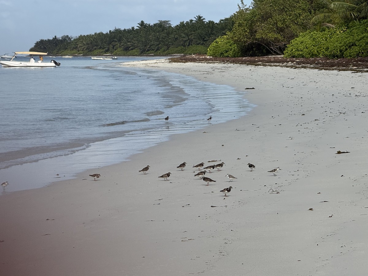Ruddy Turnstone - ML645538621