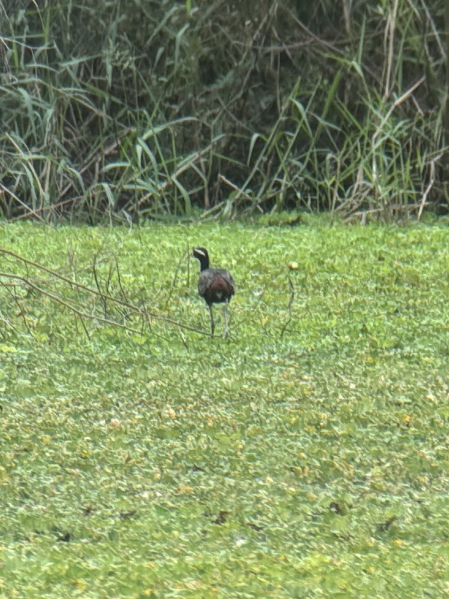 ostnák hnědoocasý - ML645538627