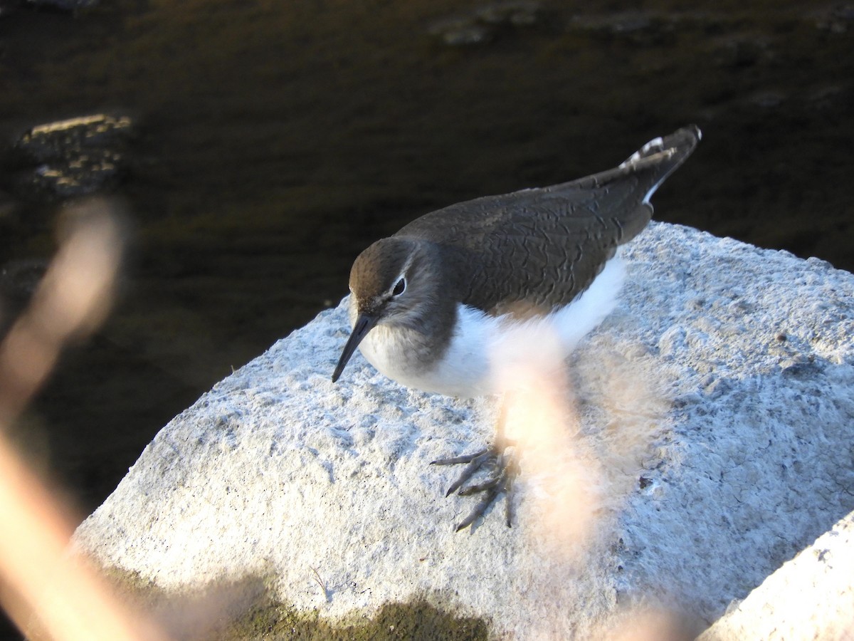 Common Sandpiper - ML645538654
