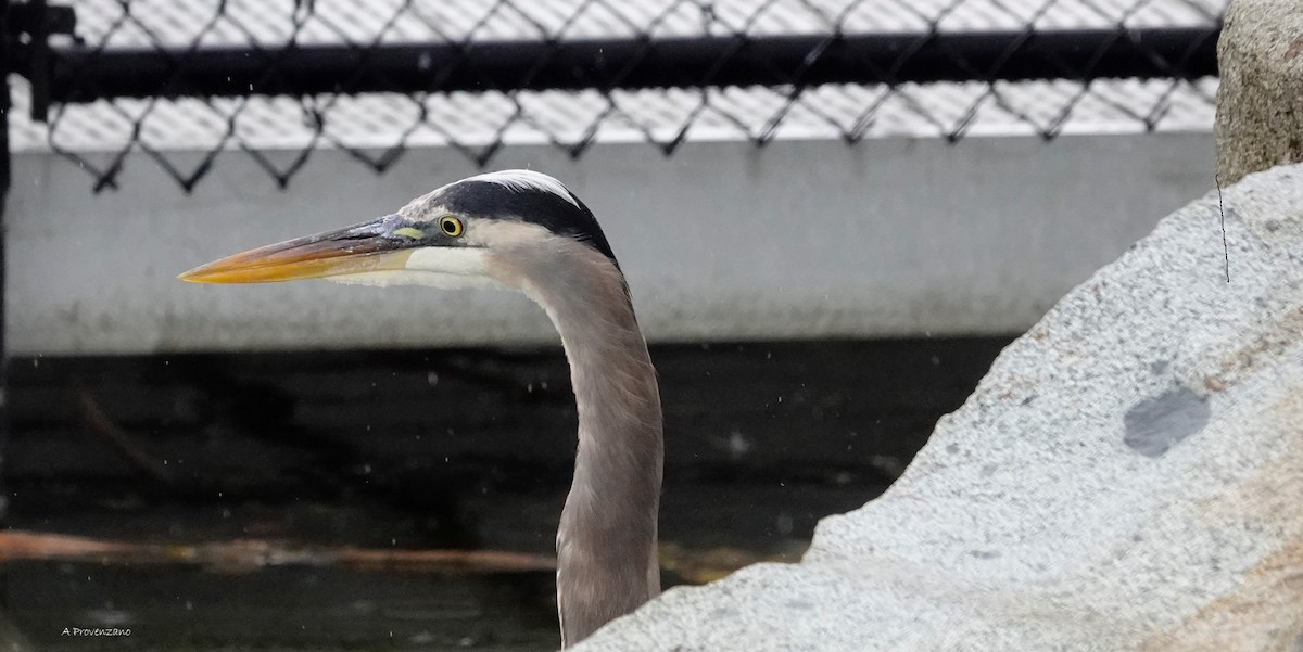 Garza Azulada - ML645538663