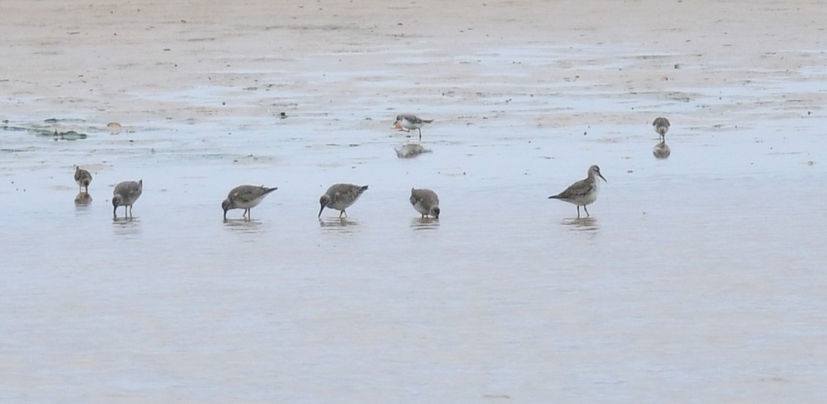 Red Knot - ML645538732