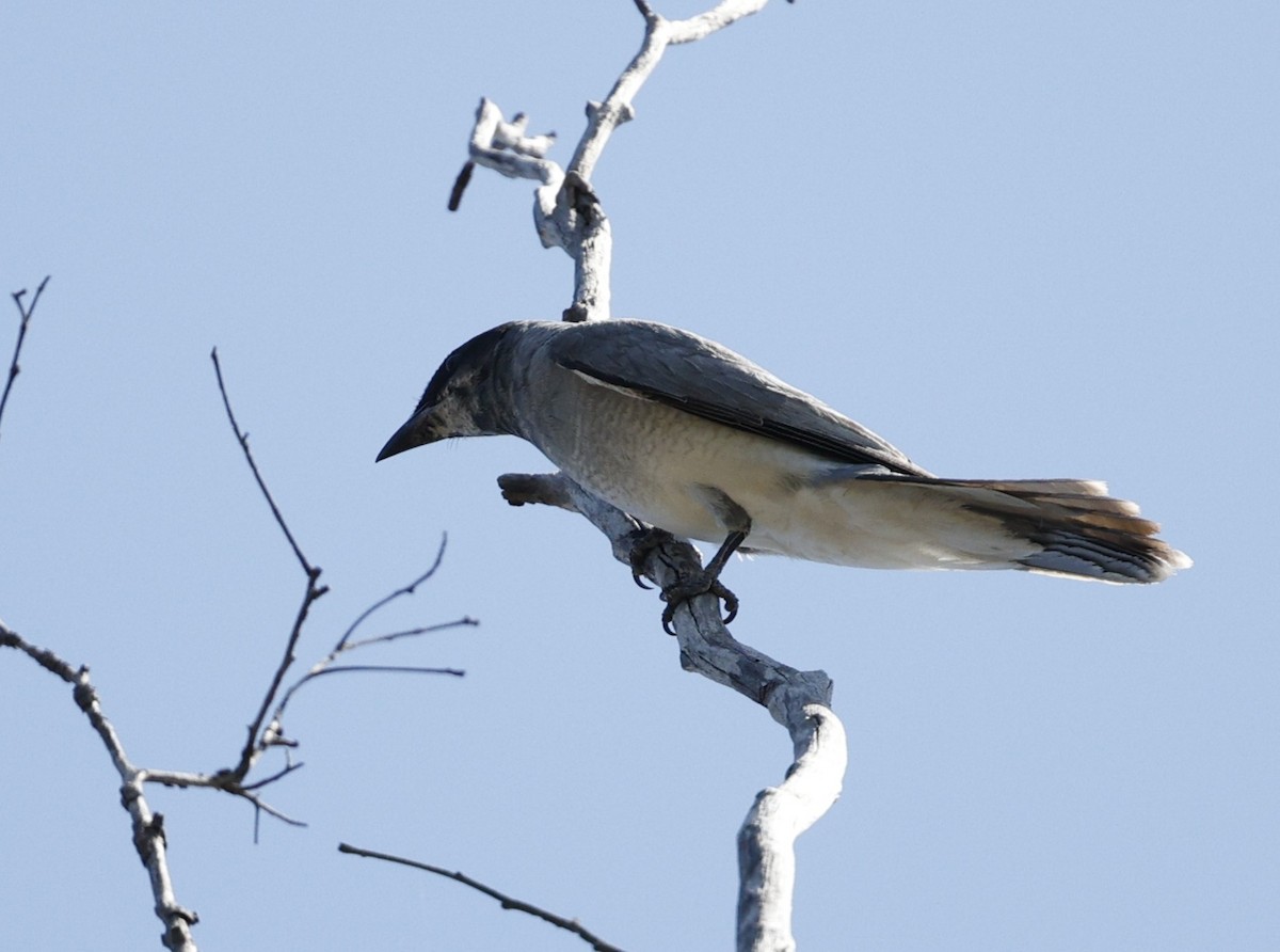 Black-faced Cuckooshrike - ML645538741