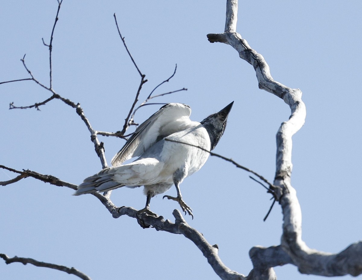 Black-faced Cuckooshrike - ML645538742